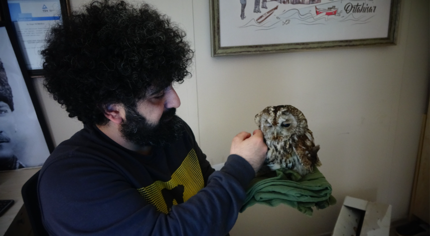 Yaralanan baykuşu tedavi ederek elleriyle beslediler