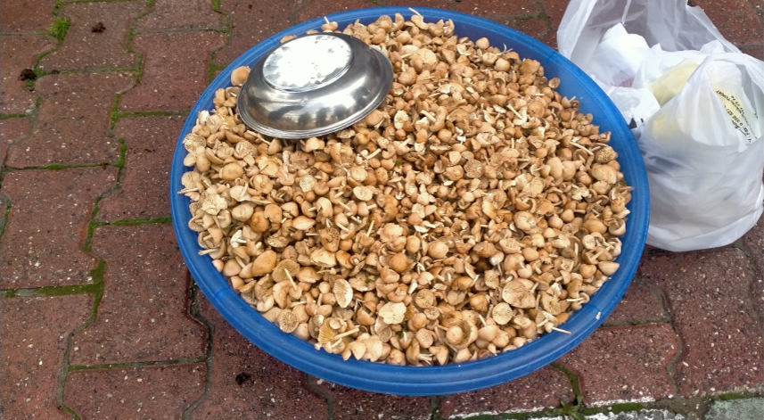 Başçiftlik'te araziden toplanan mantarın kilogramı 100 liradan satılıyor