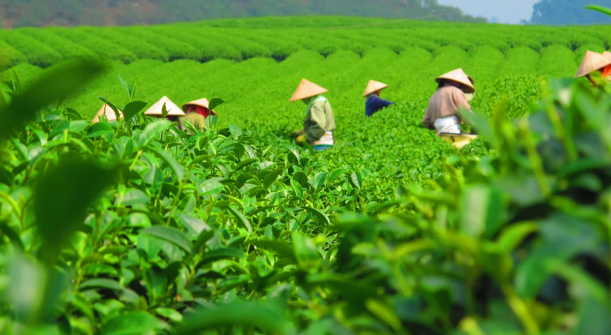 Geçtiğimiz son 6 yılda yaş çay fiyatı ne kadardı?