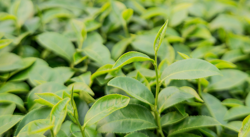 Net çay fiyatı belli oldu