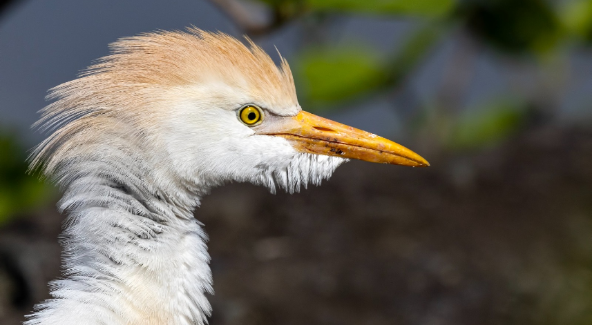 Sığır Balıkçılı Kuşu Rize'de fotoğraflandı