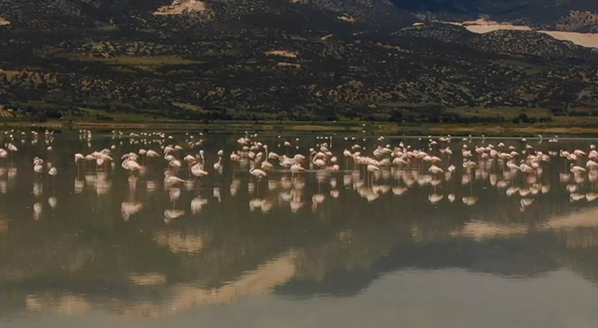 Burdur'daki Yarışlı Gölü'nü flamingolar hareketlendirdi