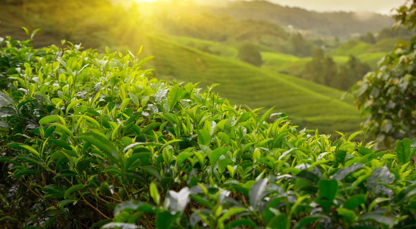 Bu yıl yaş çay kampanyası ne zaman açılıyor?