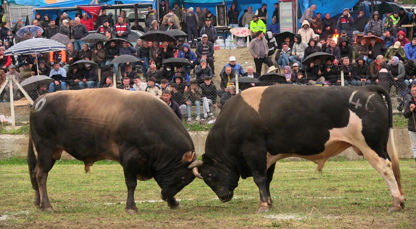 Artvin’de haftasonu boğa güreşleri düzenlendi