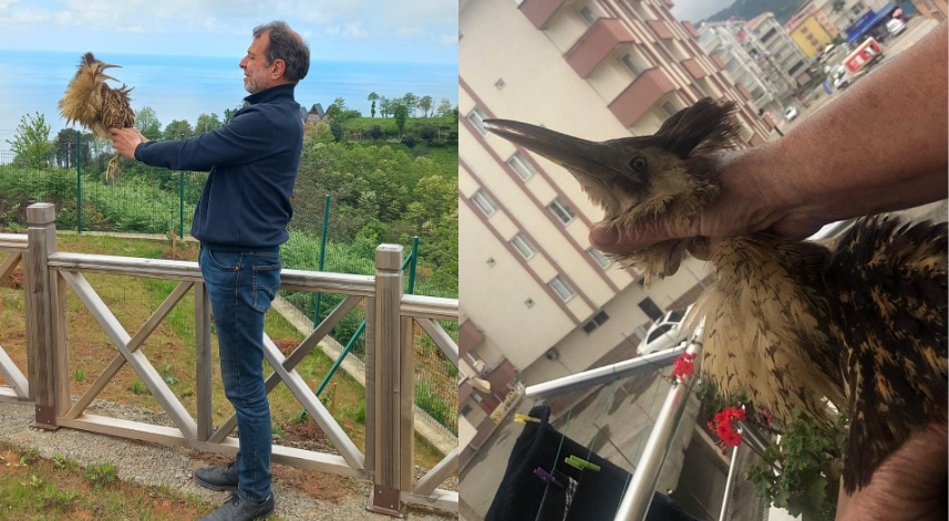 Nesli tükenmekte olan 'Balaban kuşu' Arhavi'de ortaya çıktı