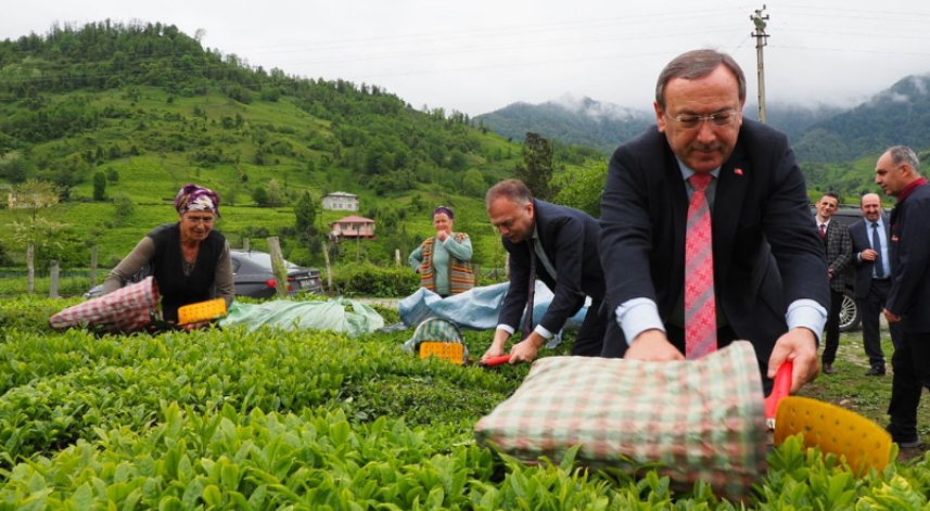 2023'ün ilk çay hasadı Kemalpaşa'da yapıldı