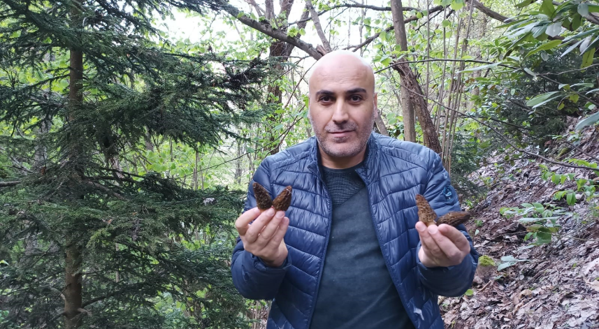 Kuzugöbeği mantarının fiyatı altınla yarışıyor