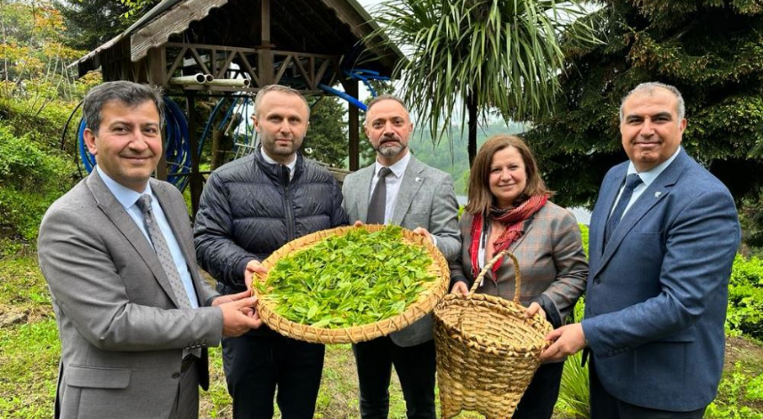 RTEÜ'de çay üretimine yönelik uygulamalı eğitim düzenlendi