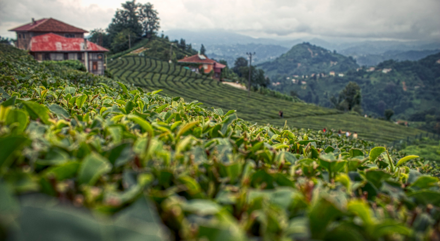 Hafta sonu Rize'de hava nasıl olacak?