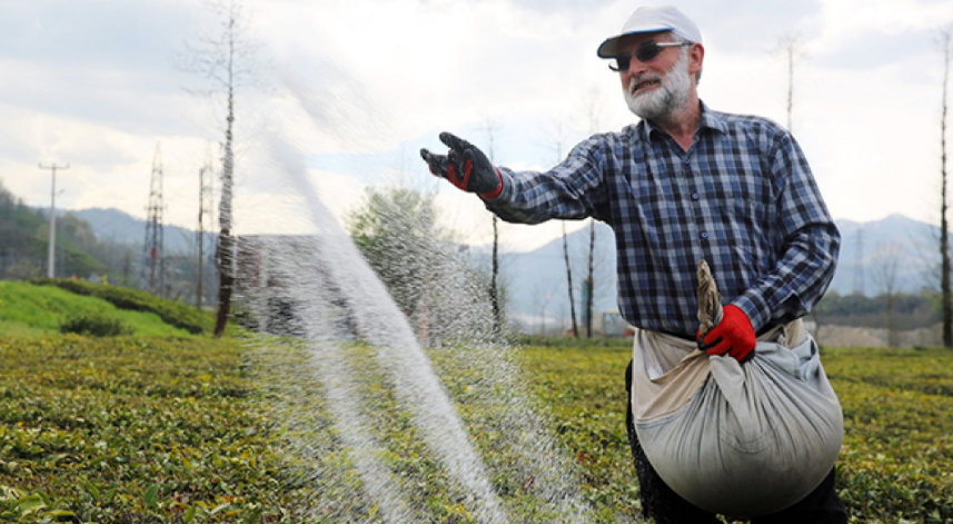 Çay gübreleme yapılırken nelere dikkat edilmeli?