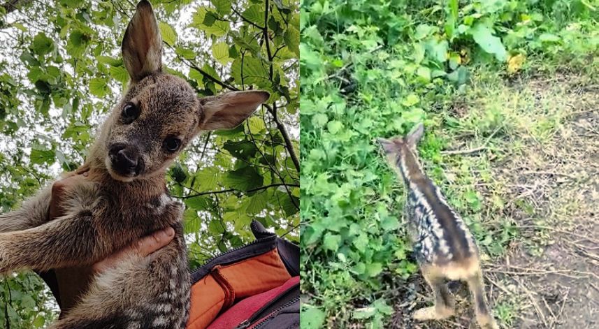 Çoban köpeklerinin bulduğu yavru karacayı, önce koruma altına aldı, sonra doğaya bıraktı