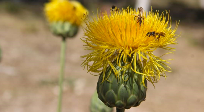 Bu çiçeği koparmanın cezası 244 bin TL