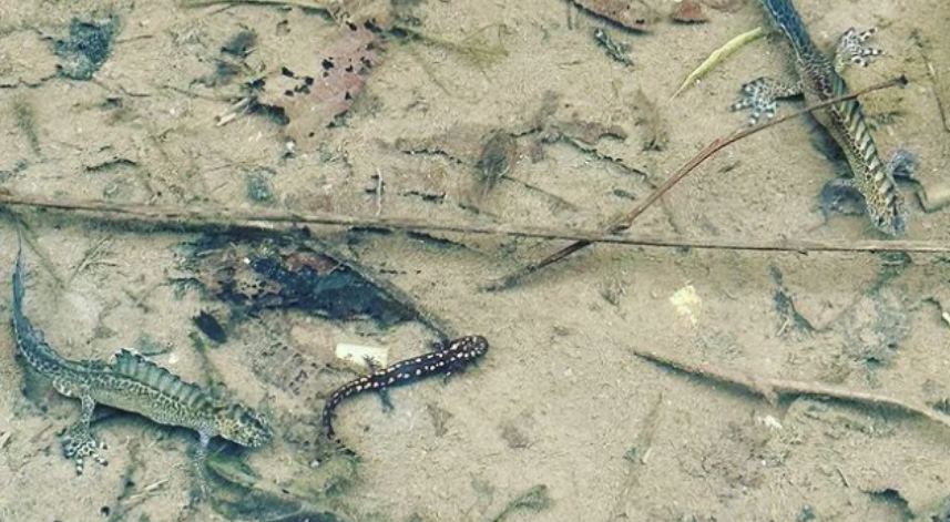 Kafkas ve Su Semenderi bir arada görüldü