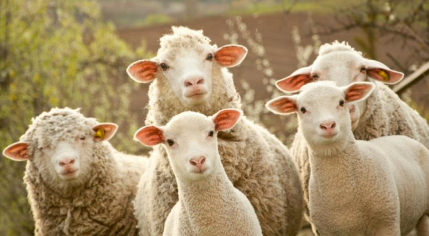 Kurban bayramı ne zaman?