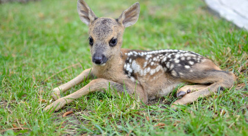 DKMP Uyardı: Suçlu duruma düşmeyin