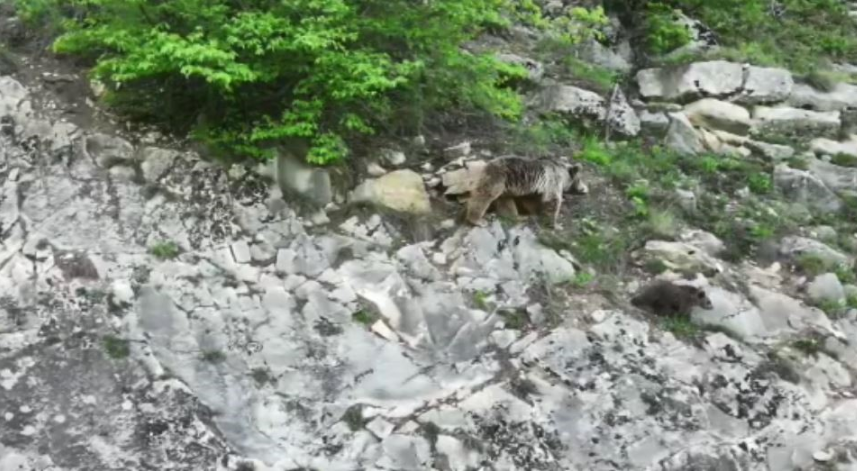 Anne ayı yavrusunu emzirirken kameralara takıldı