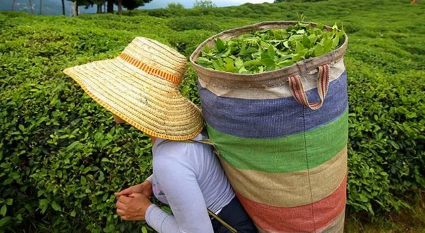 ÇAYKUR, yaş çay alımına ilişkin duyuru yaptı 