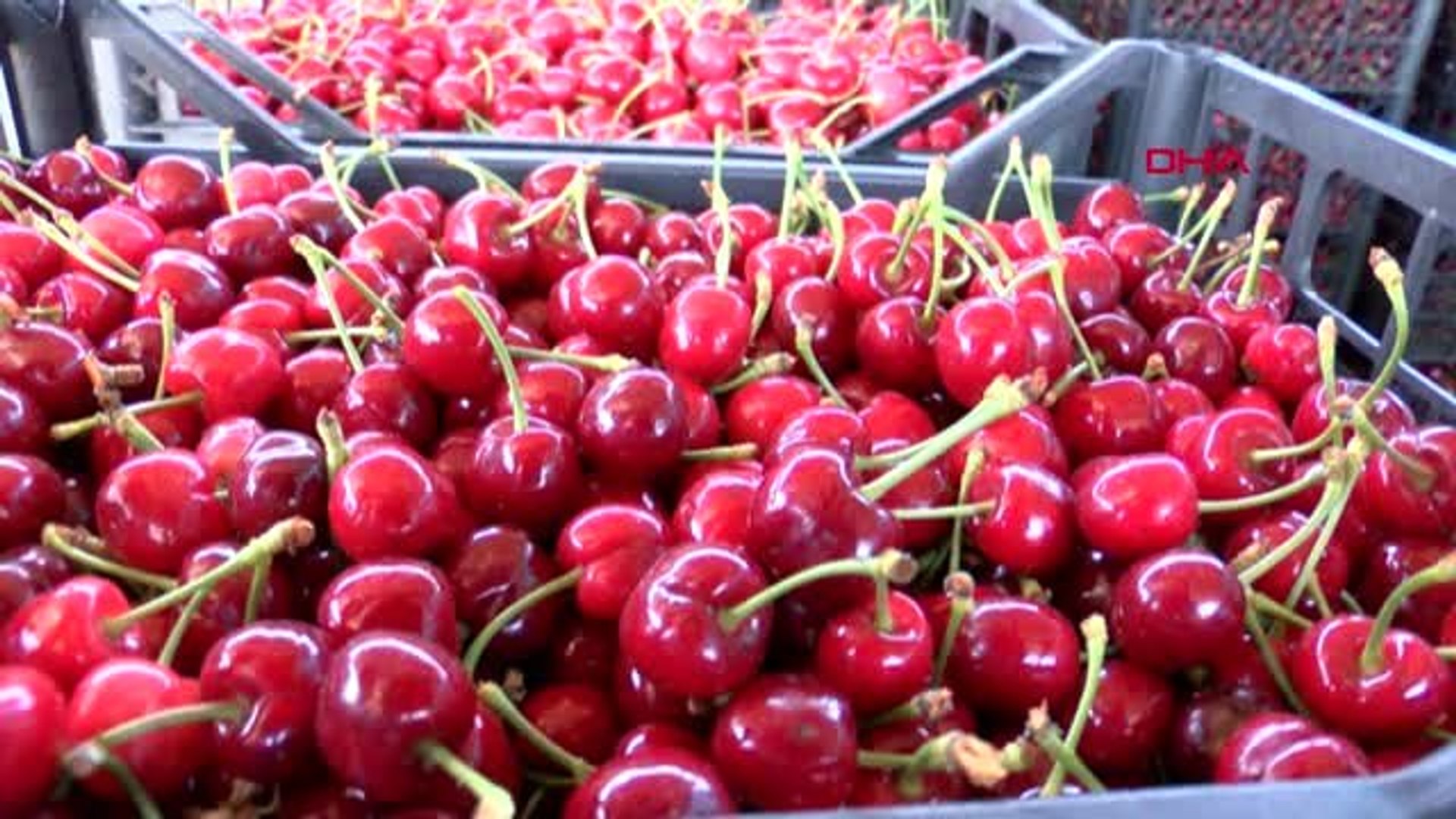 Türk kirazı Rusya, Almanya, Irak ve İsviçre'ye gönderiliyor