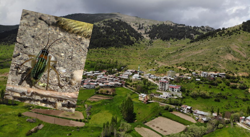 Çekirgelerin istila ettiği köyde vatandaşların mağduriyeti sürüyor
