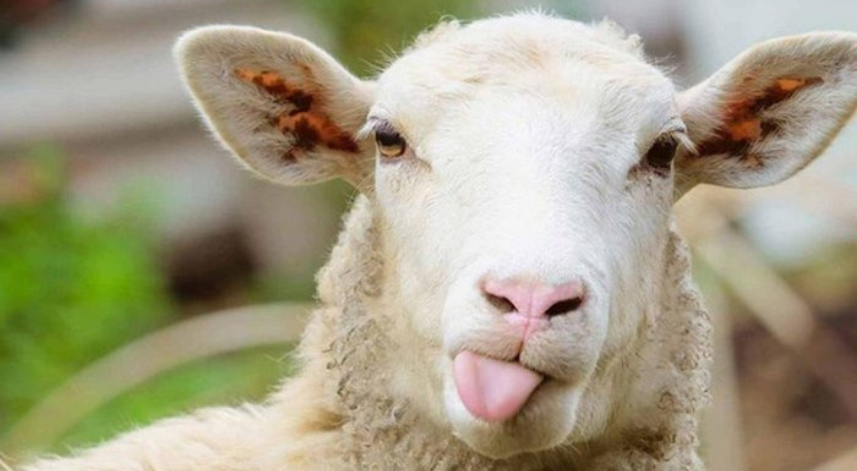 Kurban Bayramı'nda kaç gün tatil olacak?