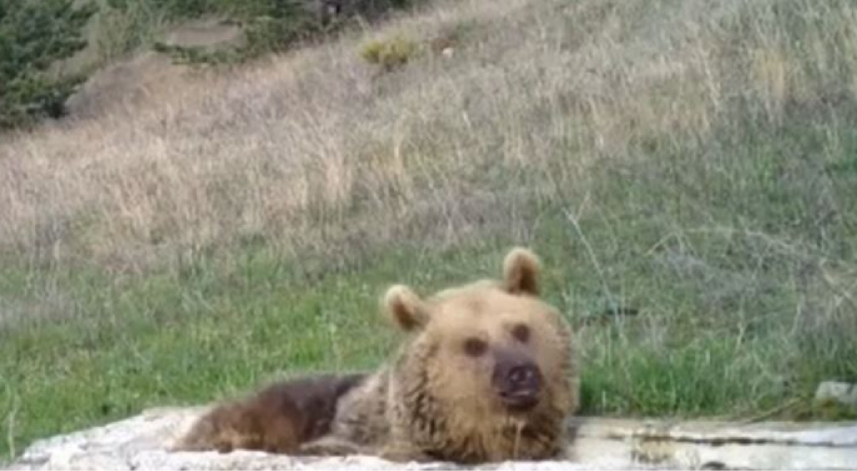 Ayının sabah keyfi fotokapana böyle yansıdı