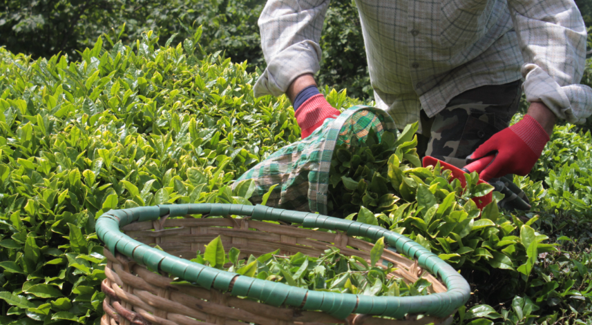 Fındık diyarı Ordu’da ilk çay hasadı başladı