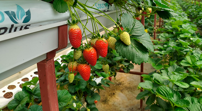 Topraksız tarımda çilek üretimi artıyor