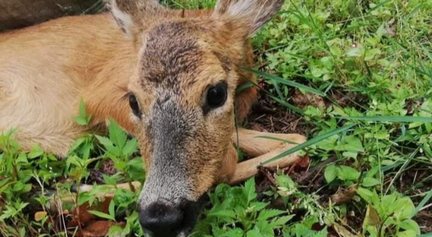 Yaralı karacadan üzücü haber