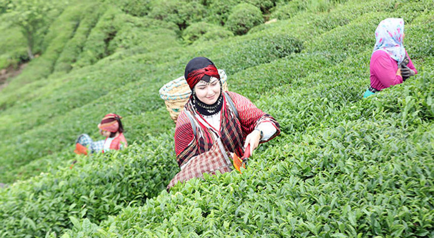 Çay budama paralarının ödenme tarihi belli oldu mu?
