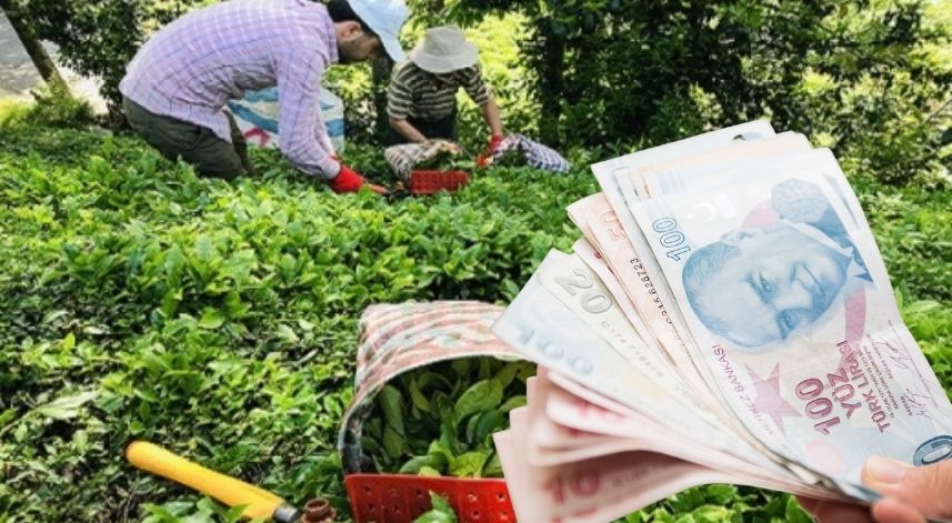 Çay paralarının ödeme tarihi belli oldu