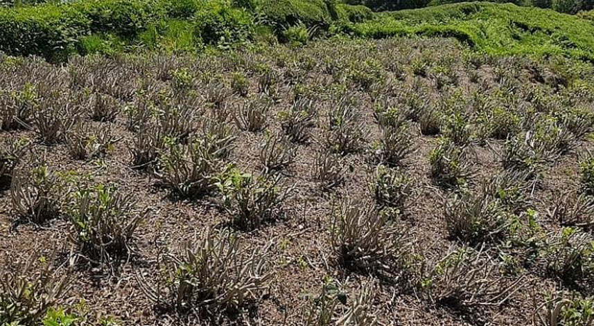 2023 çay budama parasının dönümü ne kadar?