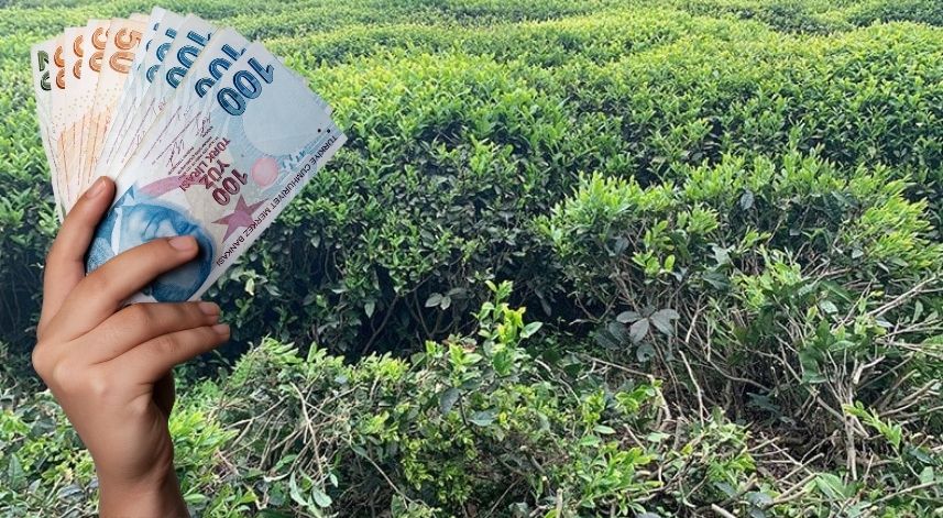 Budama paraları ödeme tarihi belli oldu