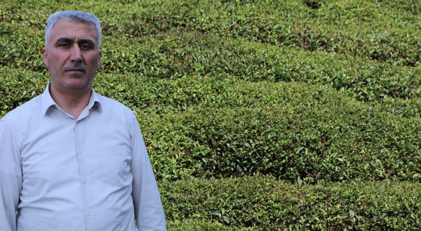 Birinci sürgünde çay üreticisinin tercihi özel sektör firmaları oldu