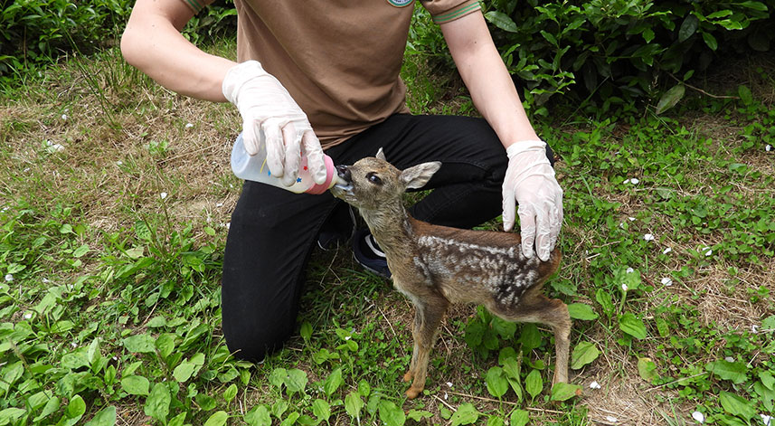 Kuyudan çıkarılan yavru karaca Zümrüt özenle bakılıyor