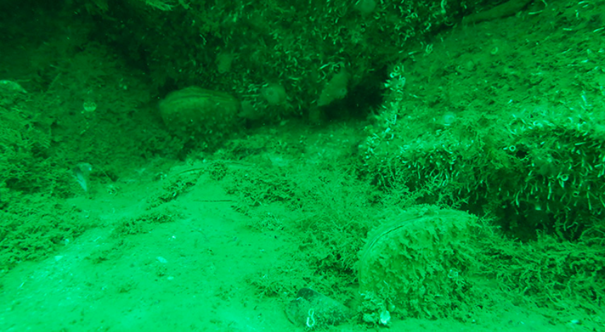 Marmara'da nesli tükenmekte olan 