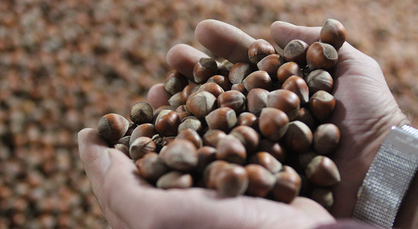 Kurban Bayramı sonrası fındık fiyatı yükselişe geçti