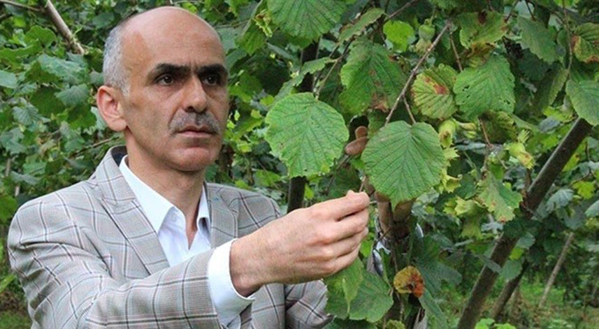 Fındıkta rekolte çalışmalarına başlandı