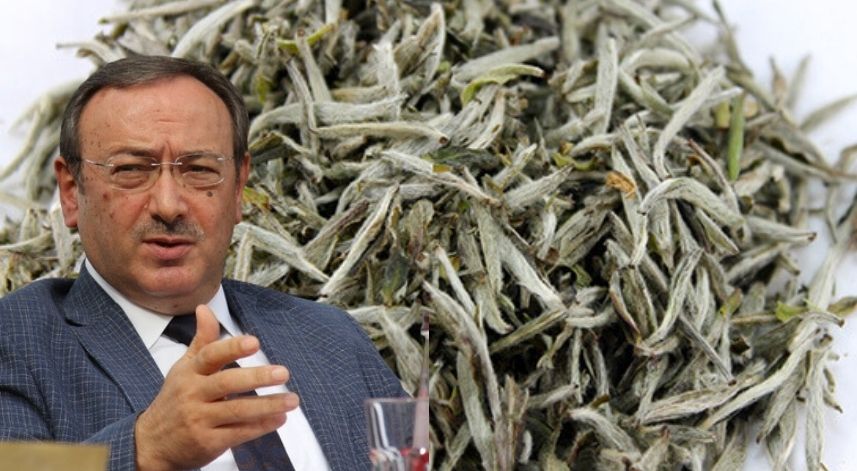 Alim: Beyaz çay tomurcuğu toplamanın tam zamanı 