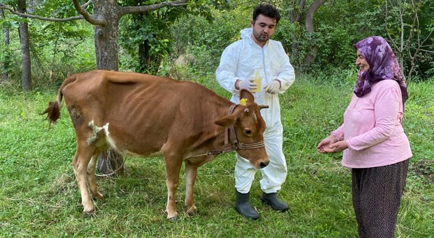 Giresun’da keneye karşı 70 bin 312 büyükbaş hayvan ilaçlandı