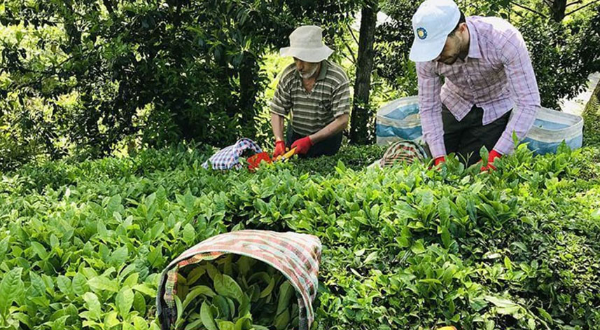 Türk çayı ihracatı yılın ilk yarısını artışla kapattı