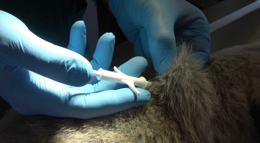 Dünyada nam salan Anadolu aslanı çiple korunuyor