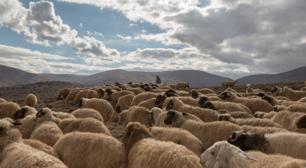 Küçükbaş hayvanlara 
