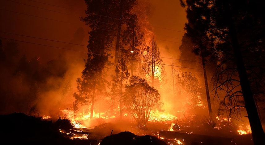 Dünyada son 10 yılda yaklaşık 82 milyon hektar ormanlık alan yandı