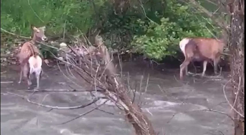 Kızıl geyiklerin nüfusu Alucra’da artmaya başladı