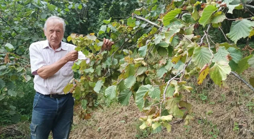 Giresun’da Üretici Fındık Hasadı Öncesi Bahçe Altı Temizlik Çalışmalarına Başladı