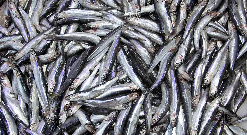 Ağustos ayında tezgahta hamsi satışı