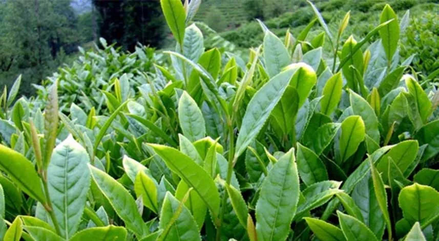 Organik çay fiyatları ne zaman belirlenecek? 