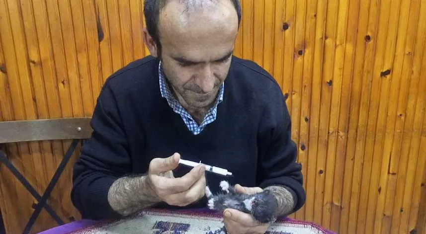 Trabzon'da anneleri telef olan 3 kedi yavrusuna yayla sakini sahip çıktı