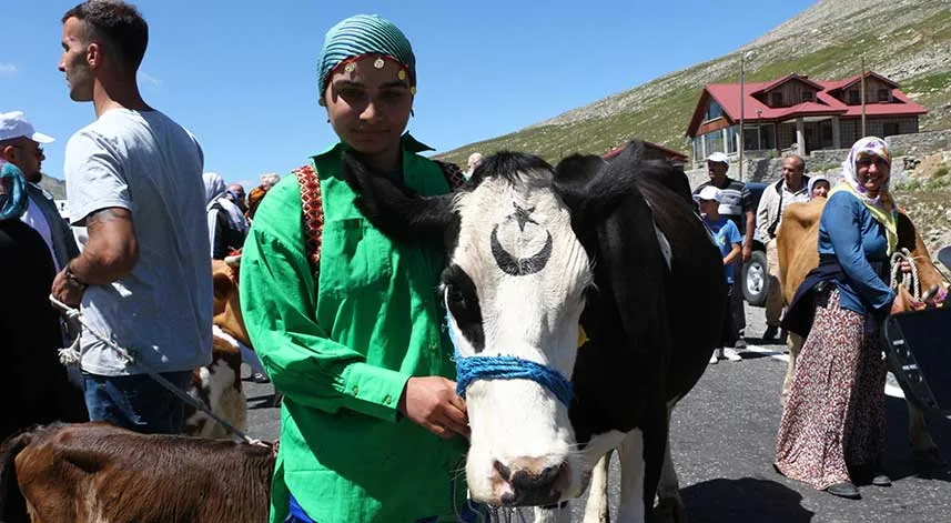 Yarışmayı kazanan inek yem ve samanı, sahibi ise para ödülünü kaptı