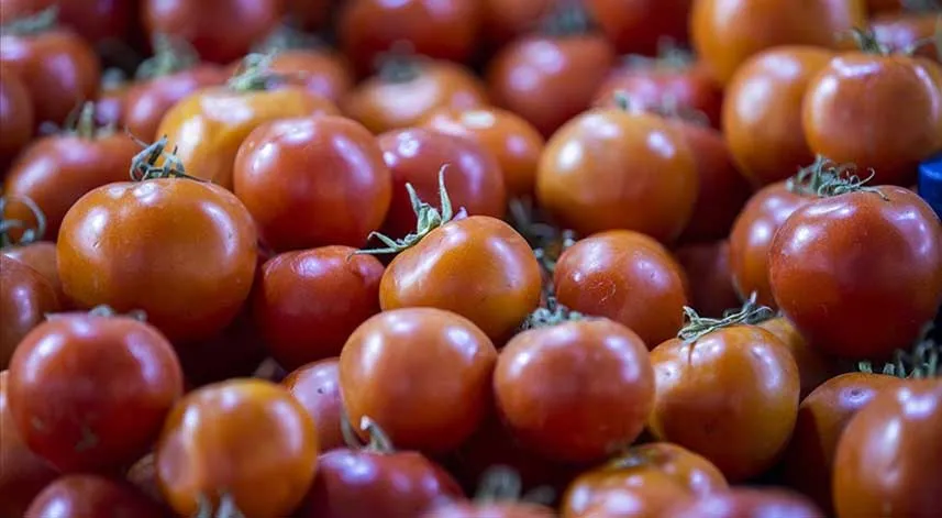 Tarım, gıda ve içecek sektörü 6 ayda 12,23 milyar dolarlık ihracat gerçekleştirdi